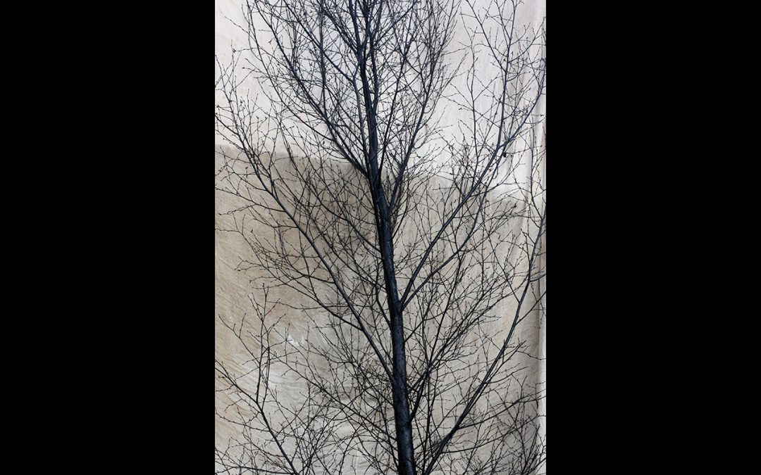 Birch Tree Hire