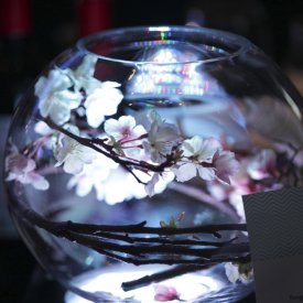 Fish Bowl | Blossom